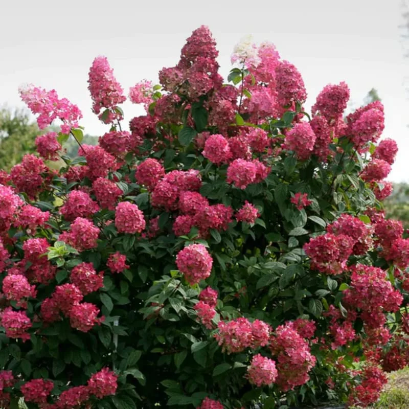 Fire Pink Hydrangea Bush Plant Tree Live Shrub in Pot, Starter Plant