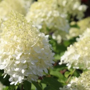 White Oakleaf Hydrangea Plant Bush Tree Live Shrub in Quart Pot, Well Rooted Plants