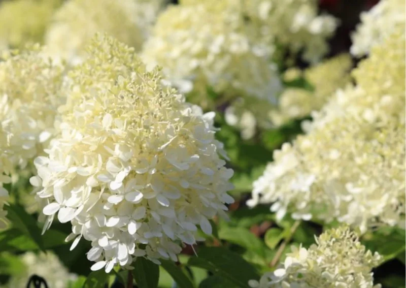 White Oakleaf Hydrangea Plant Bush Tree Live Shrub in Quart Pot, Well Rooted Plants