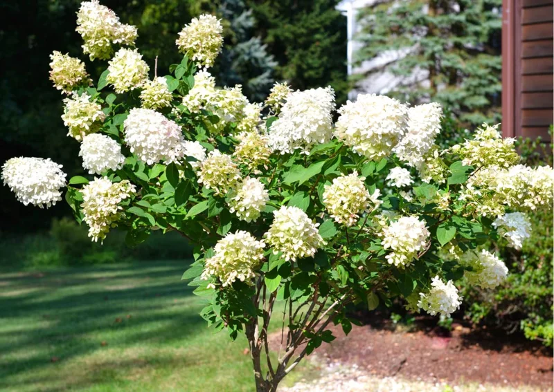 White Oakleaf Hydrangea Plant Bush Tree Live Shrub in Quart Pot, Well Rooted Plants