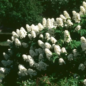 White Oakleaf Hydrangea Plant Bush Tree Live Shrub in Quart Pot, Well Rooted Plants