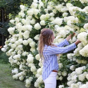 White Oakleaf Hydrangea Plant Bush Tree Live Shrub in Quart Pot, Well Rooted Plants