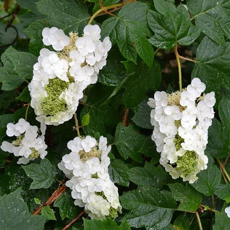 White Oakleaf Hydrangea Plant Bush Tree Live Shrub in Quart Pot, Well Rooted Plants