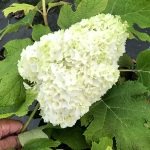 White Oakleaf Hydrangea Plant Bush Tree Live Shrub in Quart Pot, Well Rooted Plants