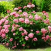 Ruby Hydrangea Bush Plant Tree Live Shrub in Pot, Starter Plant