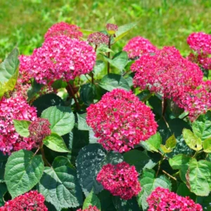 Deep Pink Hydrangea Bush Plant Tree Live Shrub in Pot, Starter Plant