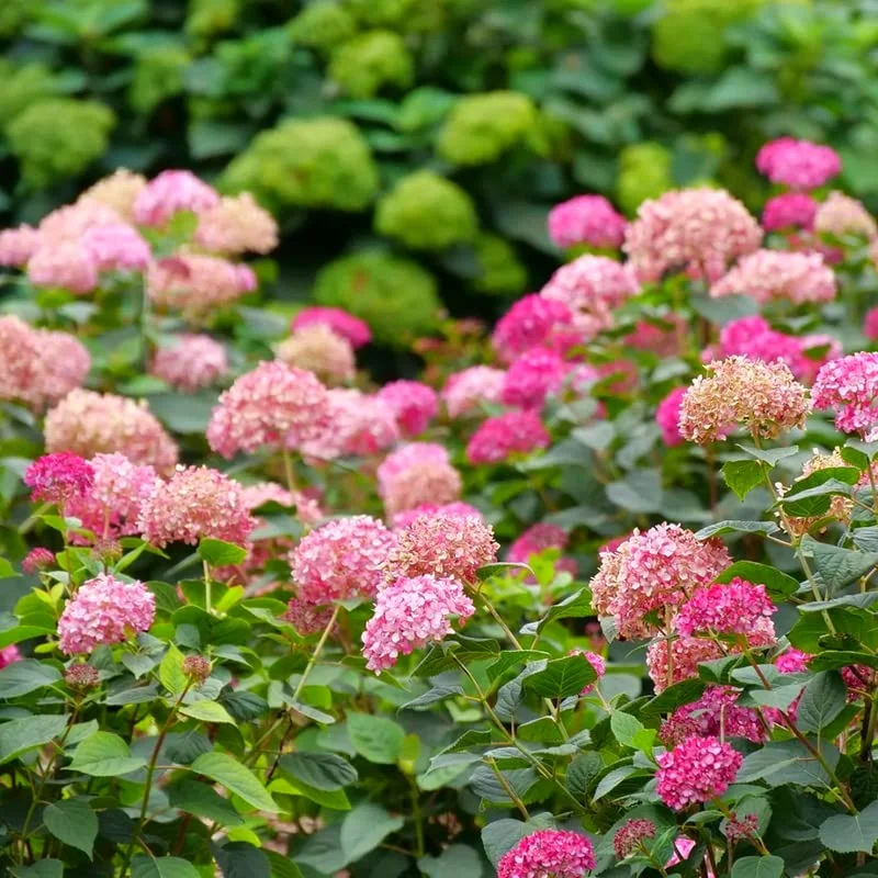 Deep Pink Hydrangea Bush Plant Tree Live Shrub in Pot, Starter Plant