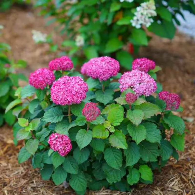 Deep Pink Hydrangea Bush Plant Tree Live Shrub in Pot, Starter Plant