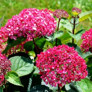 Deep Pink Hydrangea Bush Plant Tree Live Shrub in Pot, Starter Plant