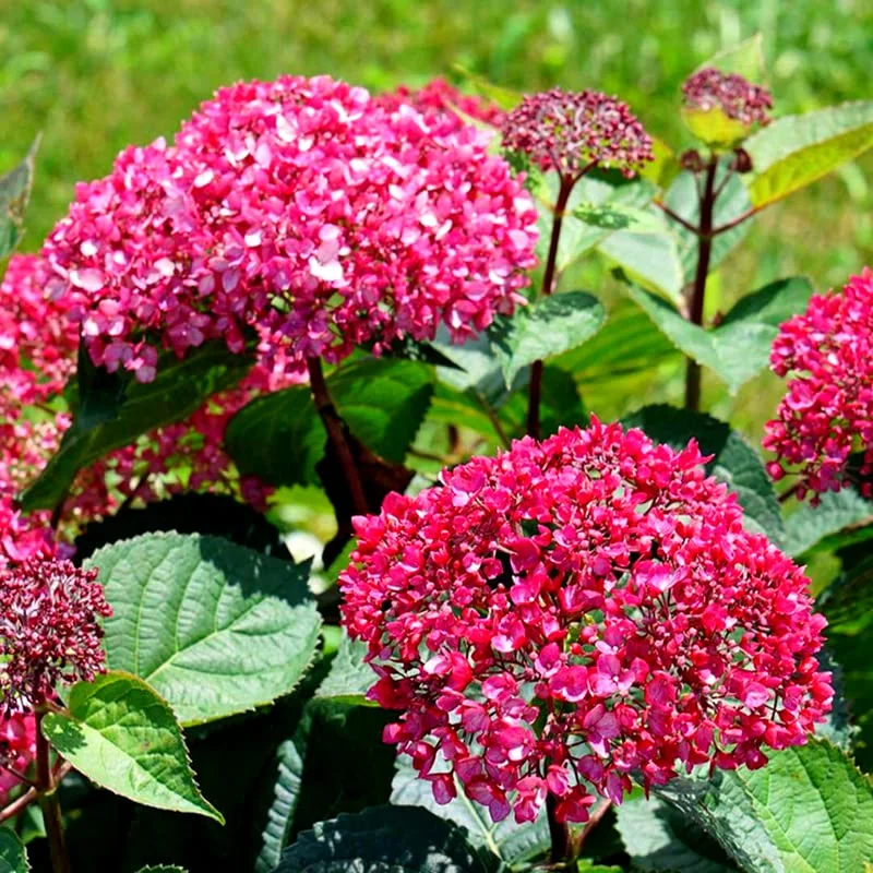 Deep Pink Hydrangea Bush Plant Tree Live Shrub in Pot, Starter Plant