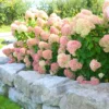 Pink White Hydrangea Bush, Hydrangea Tree Live Shrub Plant, Smooth Pink White Blooms in Pot, Established Roots, Hydrangea Plant