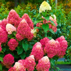 Pink White Hydrangea Bush, Hydrangea Tree Live Shrub Plant, Smooth Pink White Blooms in Pot, Established Roots, Hydrangea Plant