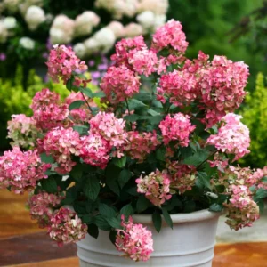 Pink White Hydrangea Bush, Hydrangea Tree Live Shrub Plant, Smooth Pink White Blooms in Pot, Established Roots, Hydrangea Plant