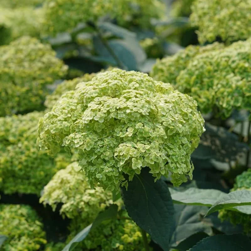 Green Hydrangea Bush, Hydrangea Live Plant, Hydrangea Tree Live Shrub, Lime Color Hydrangea in Pot, Well-rooted Plant