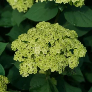 Green Hydrangea Bush, Hydrangea Live Plant, Hydrangea Tree Live Shrub, Lime Color Hydrangea in Pot, Well-rooted Plant