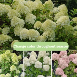 Green Hydrangea Bush, Hydrangea Live Plant, Hydrangea Tree Live Shrub, Lime Color Hydrangea in Pot, Well-rooted Plant