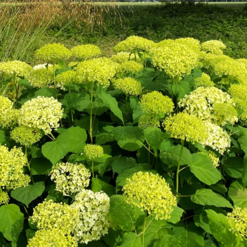 Green Hydrangea Bush, Hydrangea Live Plant, Hydrangea Tree Live Shrub, Lime Color Hydrangea in Pot, Well-rooted Plant