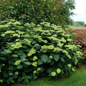 Green Hydrangea Bush, Hydrangea Live Plant, Hydrangea Tree Live Shrub, Lime Color Hydrangea in Pot, Well-rooted Plant