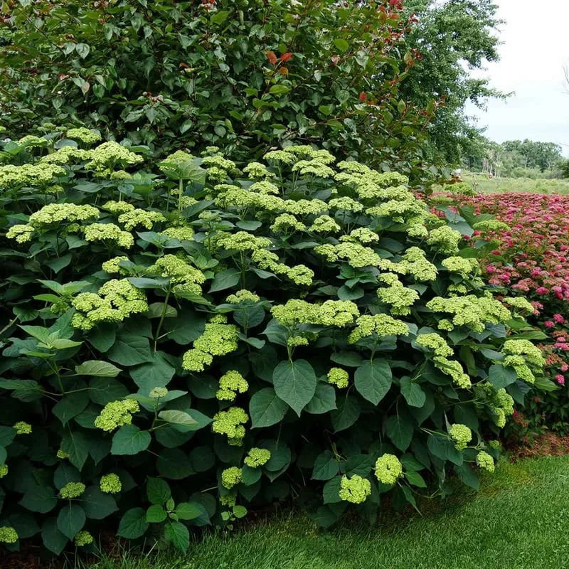Green Hydrangea Bush, Hydrangea Live Plant, Hydrangea Tree Live Shrub, Lime Color Hydrangea in Pot, Well-rooted Plant