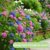 Blue Hydrangea Bush Plant Tree Live Shrub, Hydrangea Live Plant, Hydrangea Tree 12 to 18 Inches Tall in 2.5 Inc Pot