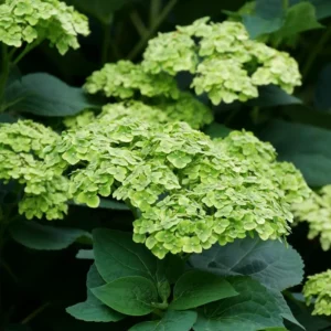 Green Hydrangea Bush, Hydrangea Live Plant, Hydrangea Tree Live Shrub, Lime Color Hydrangea in Pot, Well-rooted Plant