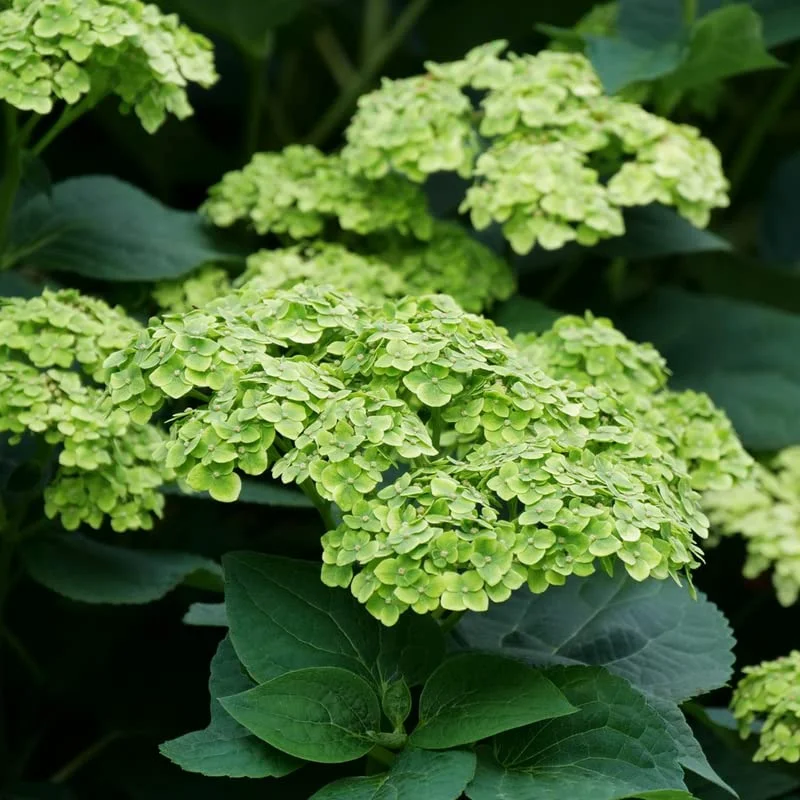 Green Hydrangea Bush, Hydrangea Live Plant, Hydrangea Tree Live Shrub, Lime Color Hydrangea in Pot, Well-rooted Plant