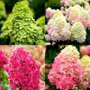 Hydrangea Live Plant Tree, Hydrangea Bush Live Shrub in Pot, Starter Plant, White to Rose Pink Orange Color Blooms