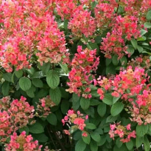 Fire Pink to White Hydrangea Tree, Hydrangea Live Plant, Hydrange Bush in Pot, Well-rooted Plant