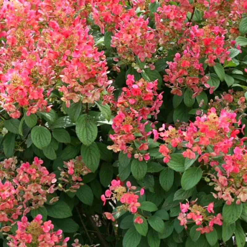 Fire Pink to White Hydrangea Tree, Hydrangea Live Plant, Hydrange Bush in Pot, Well-rooted Plant