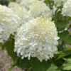 White Hydrangea Plant Tree Bush Live Shrub in Pot, Starter Plant