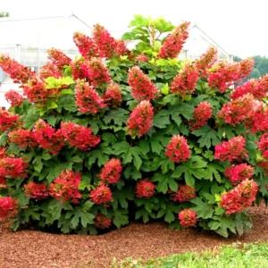 Ruby Slippers Dwarf Oakleaf Hydrangea Bush Plant Tree Live Shrub in Pot, Starter Plant