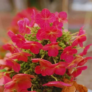 Ruby Slippers Dwarf Oakleaf Hydrangea Bush Plant Tree Live Shrub in Pot, Starter Plant