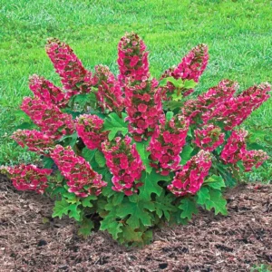 Ruby Slippers Dwarf Oakleaf Hydrangea Bush Plant Tree Live Shrub in Pot, Starter Plant