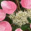 Rose Sensation False Hydrangea in Pot, Starter Plant