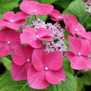 Pink Lace Hydrangea Bush Plant Tree Live Shrub 4-6" Tall Starter Plant