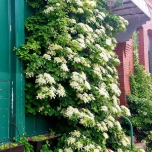 Vining Hydrangea Plant Live Climbing Vine Shade 4-5