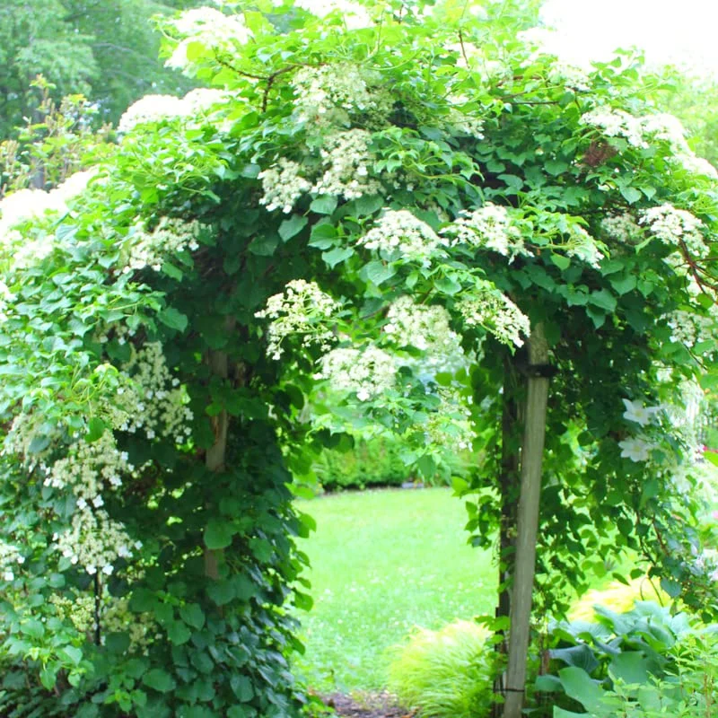 Vining Hydrangea Plant Live Climbing Vine Shade 4-5" Tall, Starter Plant