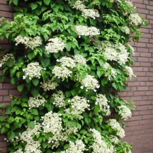 Vining Hydrangea Plant Live Climbing Vine Shade 4-5