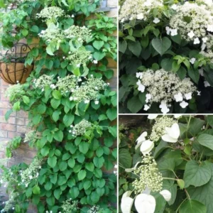 Vining Hydrangea Plant Live Climbing Vine Shade 4-5