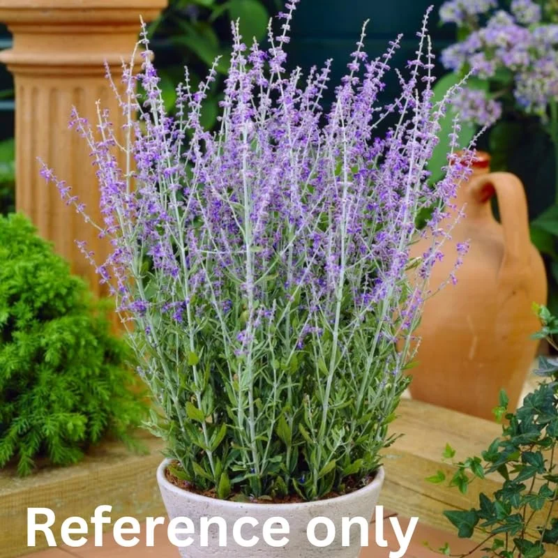 2 Russian Sage Plants Live Herb Perennial for Planting in Pot, 4 to 7 Inc Tall