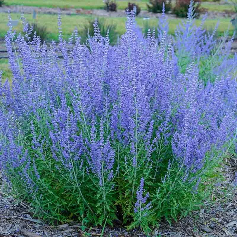 2 Russian Sage Plants Live Herb Perennial for Planting in Pot, 4 to 7 Inc Tall
