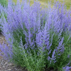 2 Russian Sage Plants Live Herb Perennial for Planting in Pot, 4 to 7 Inc Tall