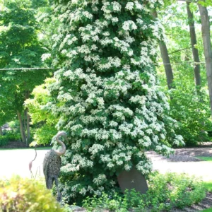 Vining Hydrangea Plant Live Climbing Vine Shade 4-5