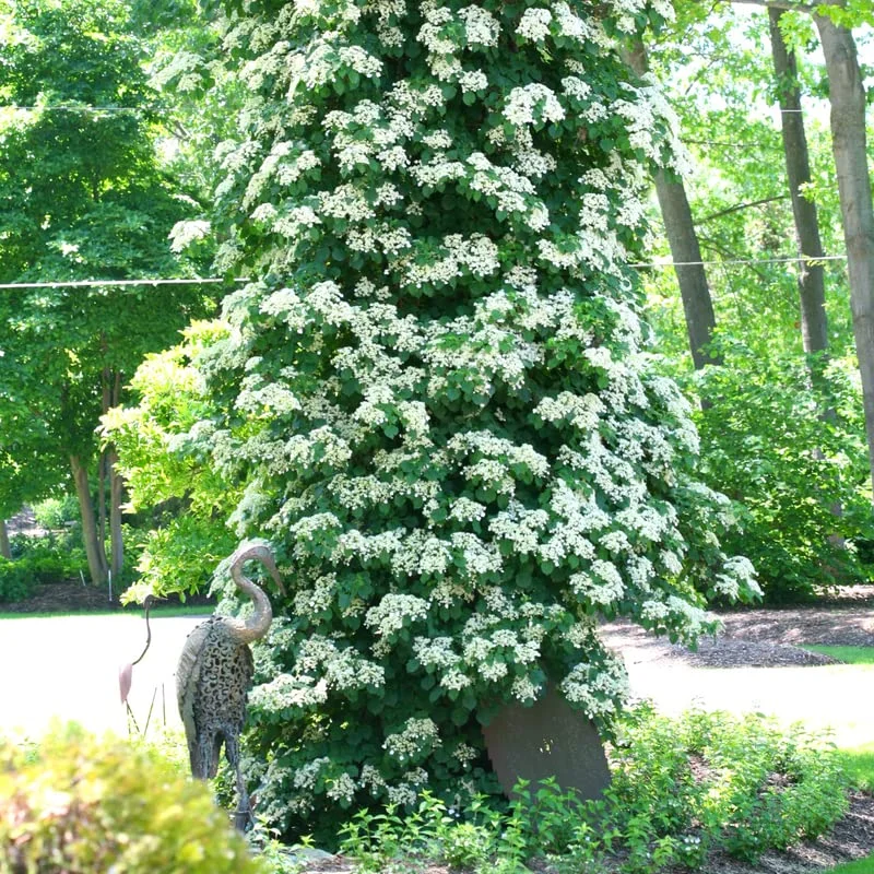 Vining Hydrangea Plant Live Climbing Vine Shade 4-5" Tall, Starter Plant