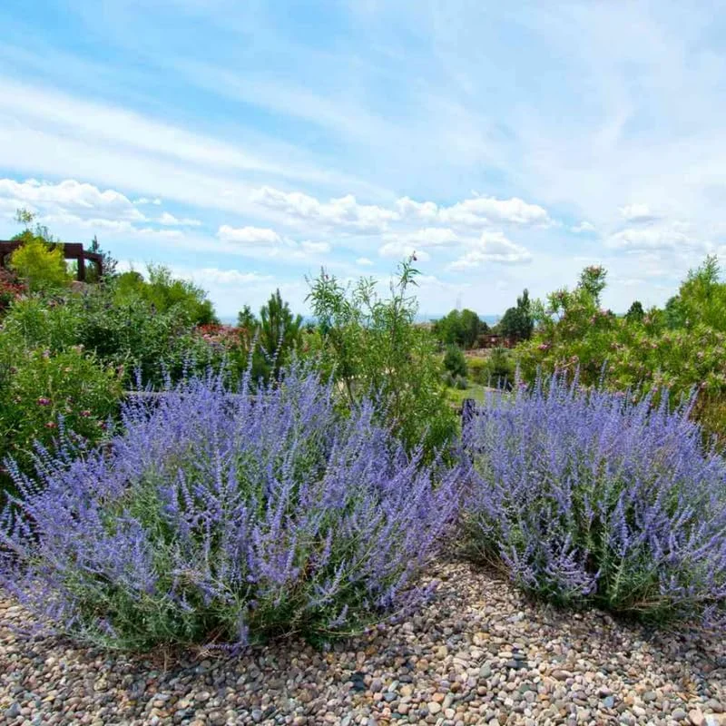2 Russian Sage Plants Live Herb Perennial for Planting in Pot, 4 to 7 Inc Tall