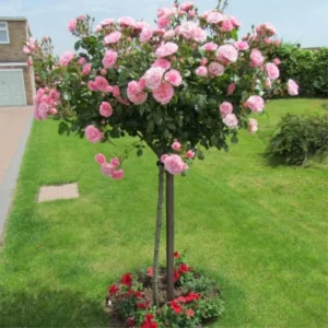 Pink Rose Bush Plant Live Shrub for Planting, Fragrant Rose Bushes Plant Live, Pink Rose for Planting, Starter Size, 4 to 10 Inc Tall