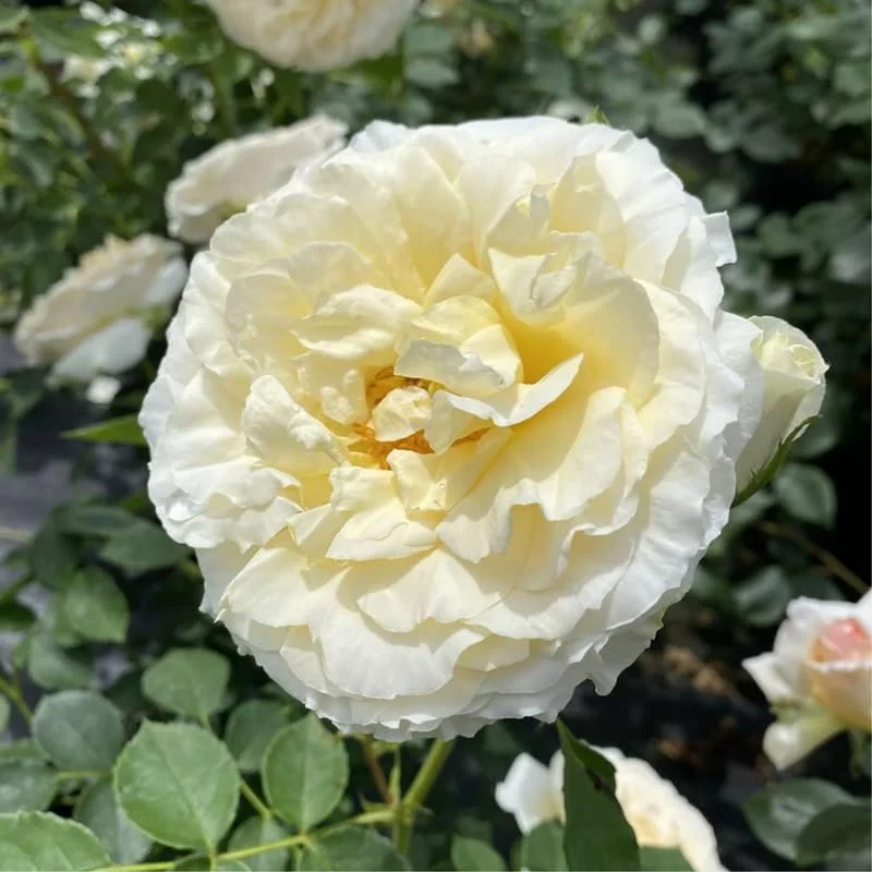 Creamy White Climbing Rose Plant Live for Planting, Rebloomer Fragrant Rose Bushes Plant Live, Rose for Planting, Starter Size, 4 to 10 Inc Tall