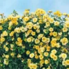 Yellow Climbing Rose Bush Plant Live, Fragrant Rose Bushes Plant Live, Rose for Planting, Starter Size, 4 to 10 Inc Tall