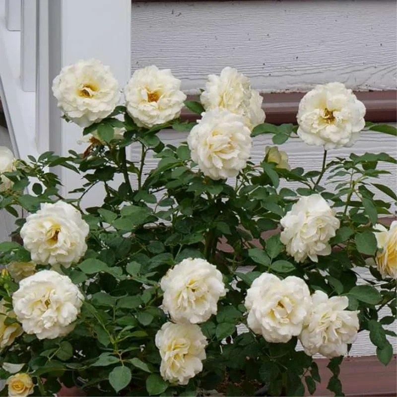 Creamy White Climbing Rose Plant Live for Planting, Rebloomer Fragrant Rose Bushes Plant Live, Rose for Planting, Starter Size, 4 to 10 Inc Tall