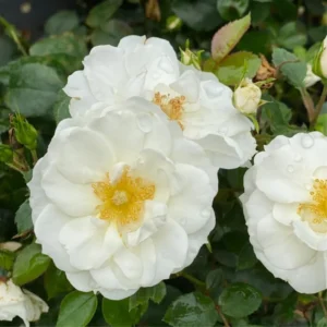 Creamy White Climbing Rose Plant Live for Planting, Rebloomer Fragrant Rose Bushes Plant Live, Rose for Planting, Starter Size, 4 to 10 Inc Tall